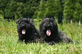 BOUVIER DES FLANDRES 504